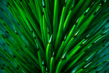 Close up of a Joshua Tree yucca plant found in the desert of Death Valley National Park.