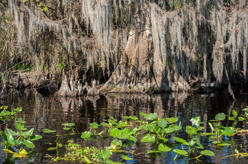 USA, Florida, Orange City, St. Johns River, Blue Spring State Park, Cypress tree with Spanish moss.