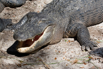 USA - Florida - American Alligator (captive) at Alligator Farm in St Augustine
