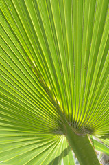 USA, California, Palm Springs, Indian Canyons. Washingtonia filifera (California Fan Palm) frond