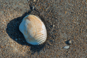 USA, Florida, New Smyrna Beach, cockle shell.
