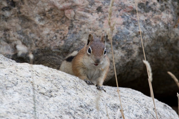 North America - USA - Colorado - Rocky Mountain National Park. Golden-mantled ground squirrel - Spermophilus lateralis.