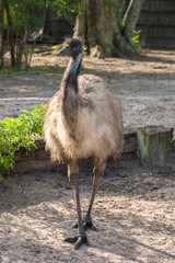 USA, Florida, Orlando, Emu, Gatorland.