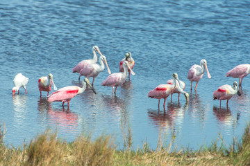Naklejka premium USA, Florida, Merritt Island, National Wildlife Refuge, Roseate Spoonbills.