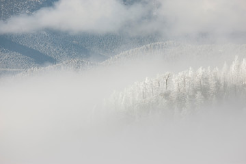 USA, Colorado, Pike National Forest. Trees with hoarfrost in fog. 