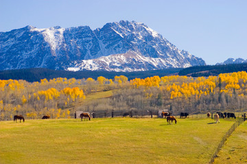 USA, Colorado, Summit County, Shadow Mountain Ranch. Horses grazing in idyllic autumn setting. 