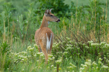 USA, Colorado, Rocky Mountain Arsenal National Wildlife Refuge. White-tailed deer in field. Credit as: Cathy & Gordon Illg / Jaynes Gallery / DanitaDelimont.com