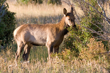 North America - USA - Colorado - Rocky Mountain National Park. Wapiti (American elk) - Cervus elaphus nelsoni