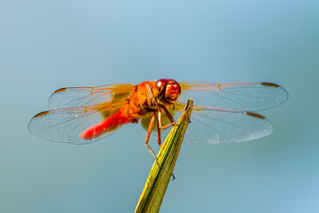 Flame Skimmer Dragonfly Drying its Wings on a Daytime Perch