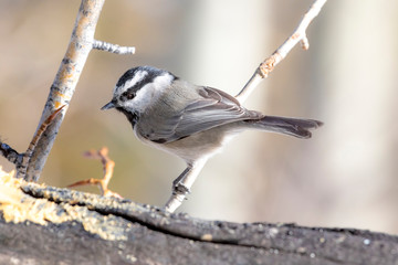 USA, Colorado, Frisco. Close-up of mountain chickadee. 