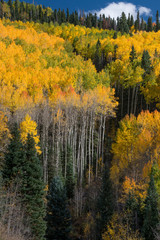 USA, Colorado. Autumn yellow aspen and fir trees, Uncompahgre National Forest