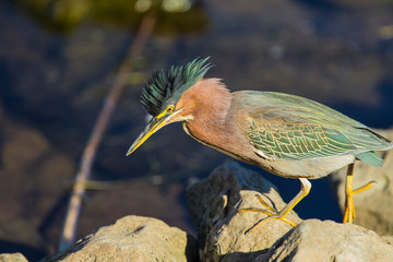 Green Heron Prowling the Shore of Lake Murray, San Diego, California on the Hunt for Prey