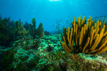 Fototapeta na wymiar Soft coral in the foreground of this reef with blue water and reef fish in the background over Looe Key, Florida