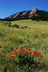 USA, Colorado, Boulder. Flatirons and poppies at Chautauqua Park. Credit as: Marie Bush / Jaynes Gallery / DanitaDelimont.com
