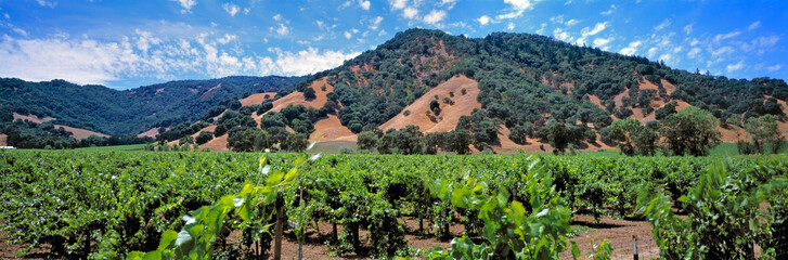 USA, California, Mendocino Co. Vineyards show their bright green leaves in the height of summer, in...