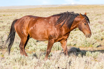USA, Colorado, Sand Wash Basin. Close-up of wild horse. 