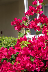 Bougainvillea, New Smyrna Beach, Florida, Usa
