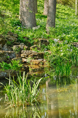 USA, Delaware, Wilmington. Pond with moss-covered rocks, trees and groundcover