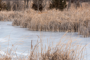USA, Colorado, Fort Collins Riverbend Ponds natural area. Solidly frozen. Grass create pattern in ice