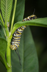 Monarch larvae or caterpillar, Danaus plexippus, Florida
