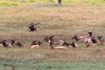North America - USA - Colorado - Rocky Mountain National Park. Wapiti (American elk) - Cervus elaphus nelsoni