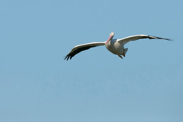 Obraz premium White pelicans in flight, Pelecanus Erythrorhynchos, Viera Wetlands Florida, USA