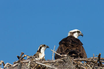 Adult Osprey in nest with fledglings, Pandion Haliaeetus, eye color difference between adult and fledgling, Flamingo, Everglades NP, Florida, USA