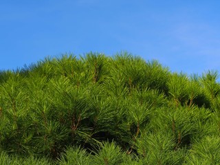 青空と多行松
