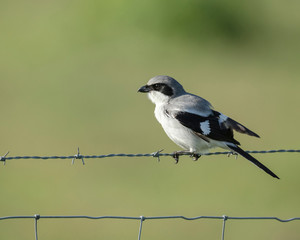 Loggerhead Shrike adult looking for food, Lanius ludovicianus, Celery fields, Sarasota, Florida