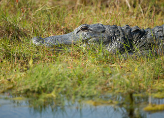 American Alligator sunning on bank, Merritt Island NWR, Florida