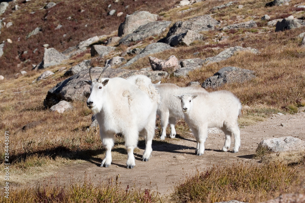 Wall mural north america - usa - colorado - rocky mountains - mount evans. mountain goat - oreamnos americanus.