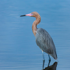 Reddish egret, Egretta rufescens, Merritt Island NWR, Florida, USA