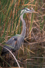 USA, Florida, Everglades, Great Blue Heron