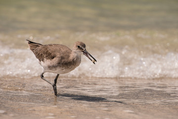 This Willet has his next meal