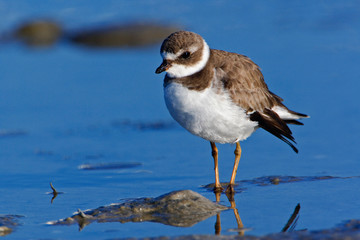 Semipalmated Plover, Charadrius semipalmatus, Ding Darling National Wildlife Refuge, Sanibel Island, Florida