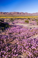 Sand Verbena & Desert Gold at Amboy Crater, CA, USA