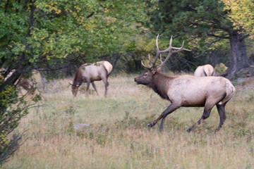 Naklejka na ściany i meble North America - USA - Colorado - Rocky Mountain National Park. Wapiti (American elk) - Cervus elaphus nelsoni