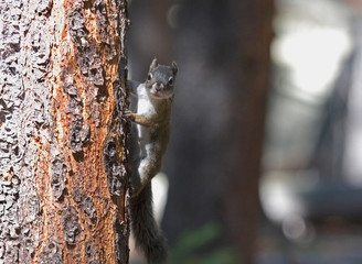 North America - USA - Colorado - Rocky Mountain National Park. Red squirrel.