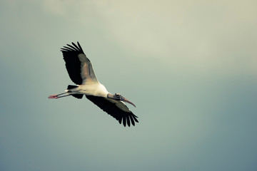 Wood stork flying