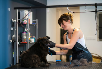 pet hairdresser woman cutting fur of cute black dog