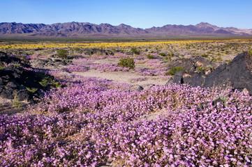 Naklejka premium USA, CA, Sand Verbena & Desert Gold at Amboy Crater