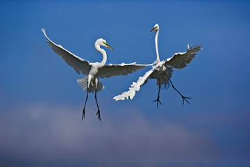 Pair of Great Egrets in breeding plumage fighting over nesting area, Casmerodius albus, Venice, Florida