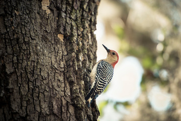 Red Bellied Woodpecker on tree