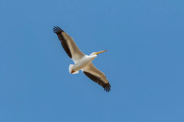 Obraz premium USA, Colorado, Cameron Pass. American white pelican soaring. 