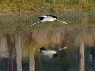 Florida wood stork flying with reflection on lake