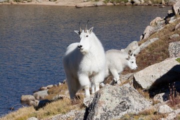Obraz na płótnie Canvas North America - USA - Colorado - Rocky Mountains - Mount Evans. Mountain goat - oreamnos americanus.