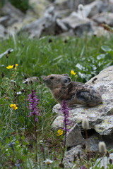 USA, Colorado, American Basin, American Pika (Ochotona princeps) resting on a rock among the grasses and wildflowers
