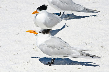 USA, Florida, Sarasota. Crescent Beach, Siesta Key, Royal Tern