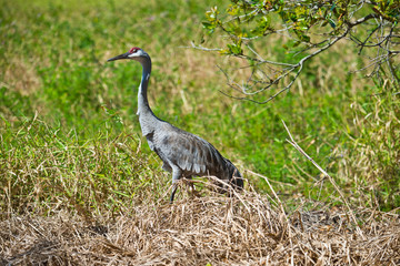 USA, Florida, Sarasota, Myakka River State Park, Sandhill Crane