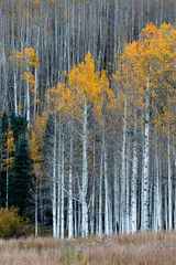 Usa, Colorado. A stand of autumn yellow aspen in the Uncompahgre National Forest.